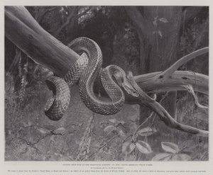 Studies uit het leven in de dierentuin, Zuid-Amerikaanse Corais-slang
