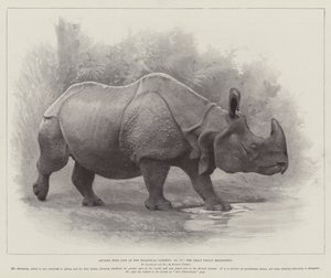Studies uit het leven in de dierentuin, de grote Indische neushoorn door English School