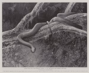 Studies uit het leven in de dierentuin, het huis van de loodgrijze boomsalamander