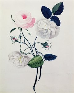 Studie van Witte en Roze Rozen, c.1820 door English School