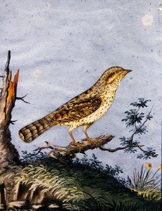 Studie van een vogel, c.1800