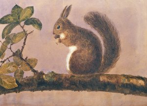 Studie van een eekhoorn op een tak, c.1840