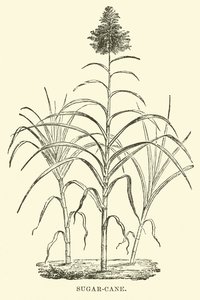 Suikerriet