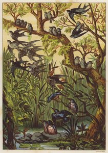 Zomeravond met vogels door English School