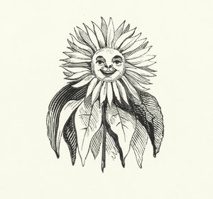 Zonnebloem