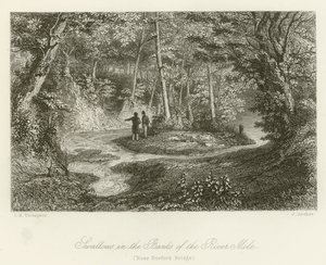 Zwaluwen in de Oevers van de Rivier Mole, nabij Burford Bridge