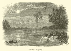 Slapende Zwanen