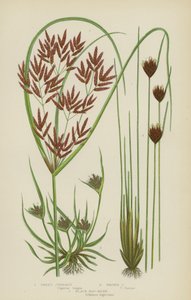 Zoete cyperus, bruine cyperus, zwarte moerasrus door English School