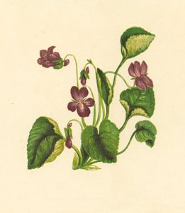 Maarts Viooltje, Viola Odorata