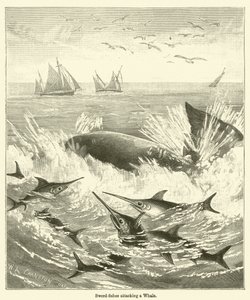 Zwaardvissen die een Walvis aanvallen