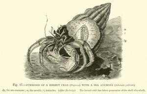 Symbiose van een Heremietkreeft (Pagurus) met een Zeeanemoon, Adamsia palliata