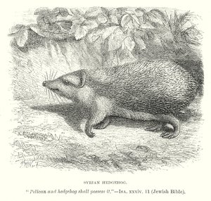 Syrische egel (gravure) door English School