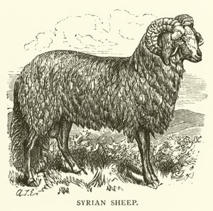 Syrische Schapen door English School