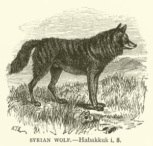 Syrische Wolf, Habakuk, i, 8 (gravure)