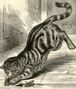 Cyperskat die op een muis jaagt