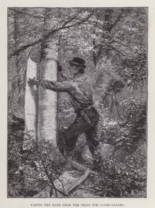 De schors van de bomen halen voor het maken van kano