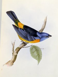 Tanagra Darwini, plaat 34 uit The Zoology of the Voyage of H.M.S. Beagle 1832-36, door Charles Darwin, 1840 door English School