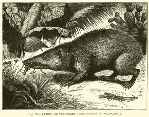 Tanrec, of Trandraka (Centetes ecaudatus) van Madagaskar door English School