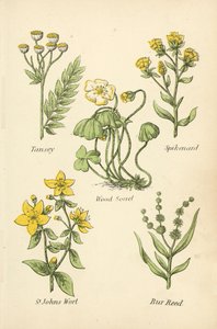 Boerenwormkruid, Spikenard, Houtzuring, Sint-Janskruid, Lisdodde door English School