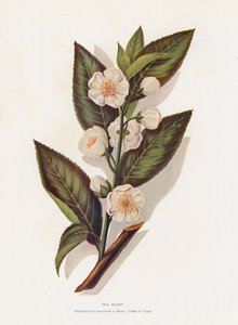 Theeplant