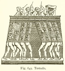 Testudo