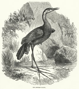 De Afrikaanse Jacana (gravure) door English School