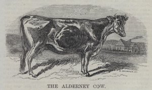 De Alderney Koe (gravure) door English School