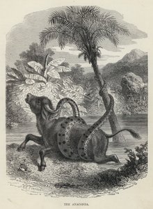 De Anaconda (gravure) door English School