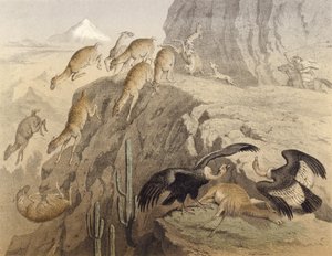 De Andes in Peru, jacht op de lama, de condor door English School