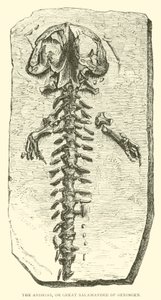 De Andrias, of Grote Salamander van Oeningen door English School