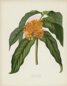 De Asoca, Jonesia Asoca