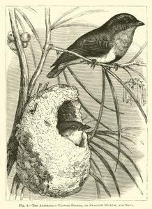 De Australische Bloemvink, of Zwaluw Dicaeum, en Nest door English School