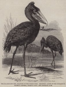 De Balaeniceps rex, of Ooievaar van de Witte Nijl, onlangs toegevoegd aan de Dierentuinen van de Zoological Society, Regent