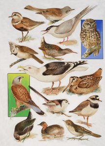 De vogels van Groot-Brittannië door English School