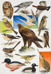 De Vogels van Groot-Brittannië door English School