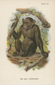 De Blad Chimpansee door English School