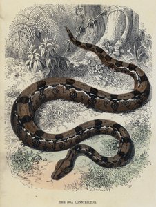De Boa Constrictor (gekleurde gravure) door English School