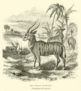 De Bongo Antilope, Trogelaphus albo-virgatus door English School