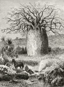 De Flesboom, uit 