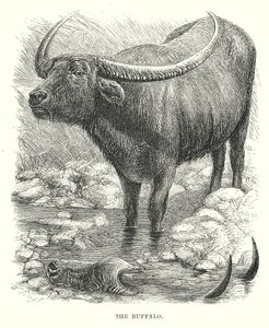 De Buffel (gravure) door English School