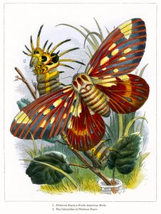 Het vlindervivarium (ingekleurde gravure)