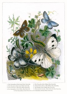 Het vlindervivarium (ingekleurde gravure)