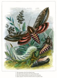 Het vlindervivarium (ingekleurde gravure) door English School