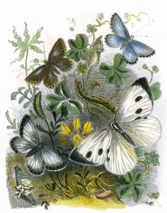 Het Vlinder Vivarium