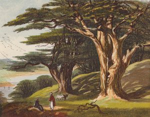De ceders van Libanon door English School