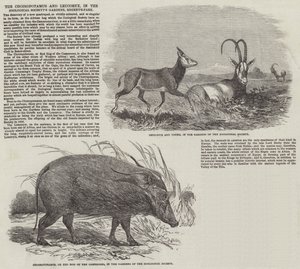 De Choiropotamus en Leucoryx, in de tuinen van de Zoological Society, Regent