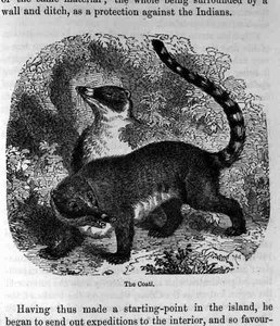 De Coati, uit Santo Domingo vroeger en nu door Samuel Hazard, uitgegeven 1873