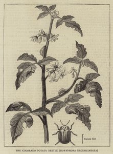 De Coloradokever, Doryphora decemlineata (gravure)
