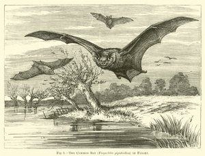 De Gewone Vleermuis, Vespertilio pipistrellus, in Vlucht