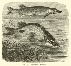 De Gewone Snoek, Esox lucius